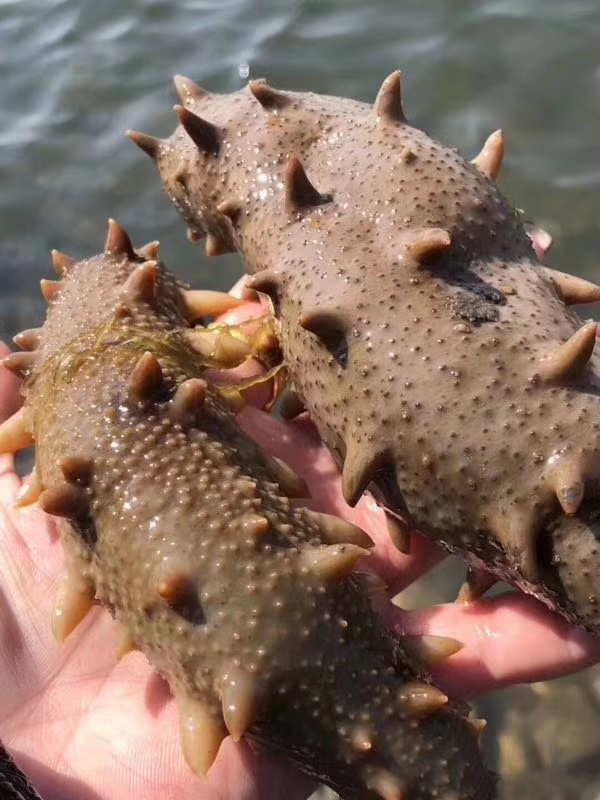 为什么网上卖的海参比较便宜,为什么网上白海参要比黑海参便宜