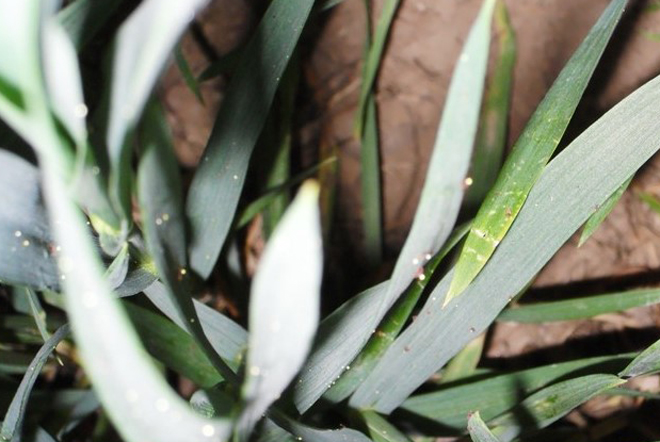 小麦红蜘蛛防治标准是多少,小麦红蜘蛛怎么防治讲座