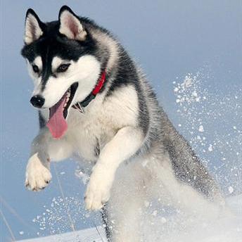 世上最罕见的狗品种图片,全世界狗品种视频