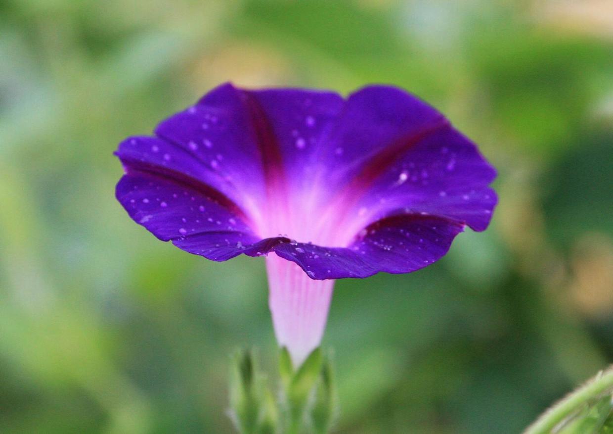 刚买回来的牵牛花怎么养护,阳台牵牛花养护