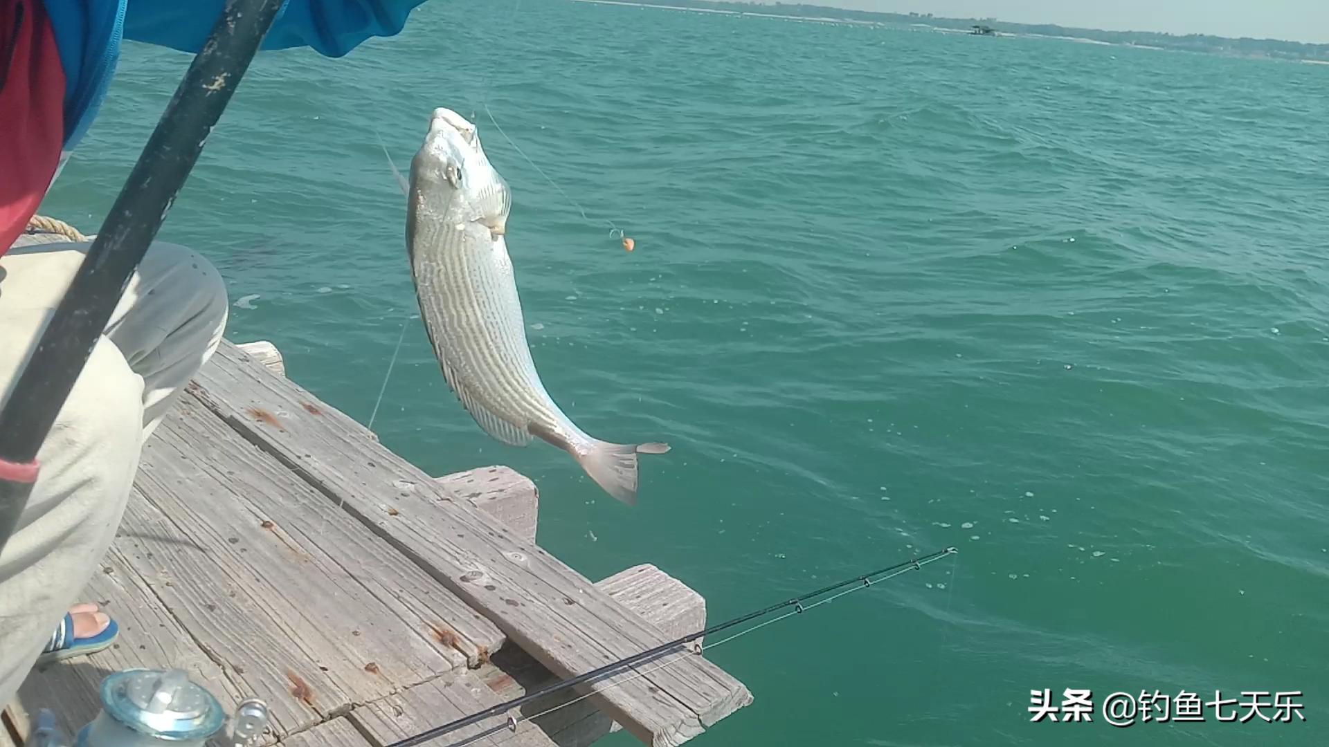 出海钓鱼为生一年能赚多少钱,出海钓鱼回本5000