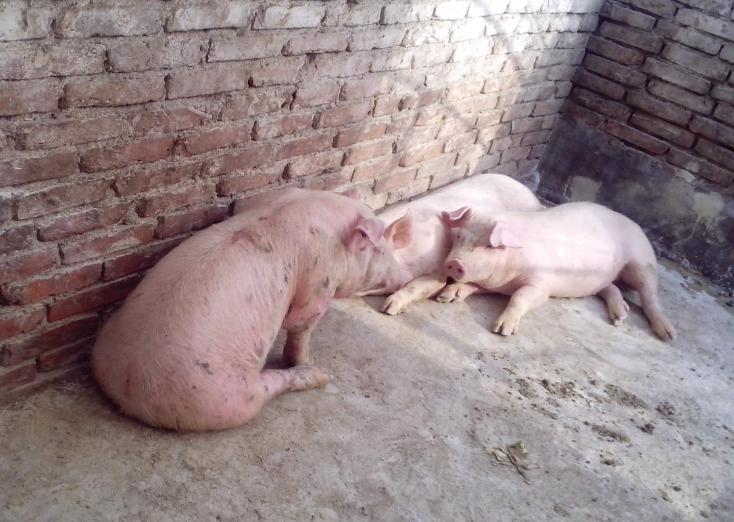 小猪脚趾甲肿怎么治疗,小猪口腔溃疡图片