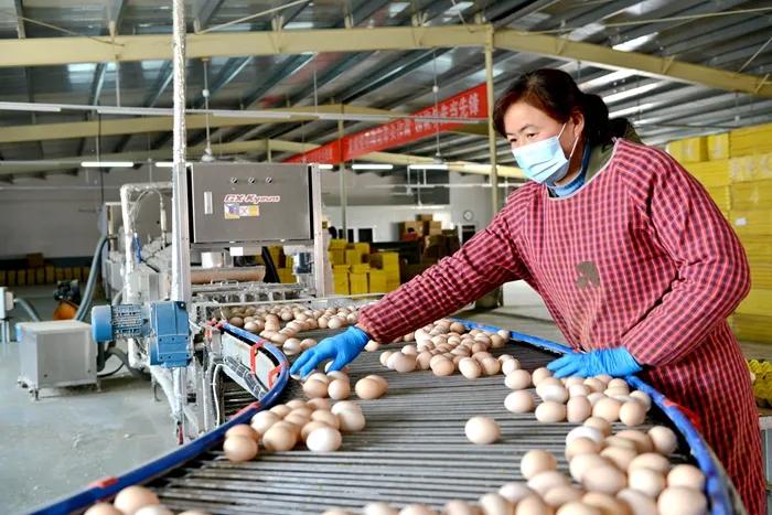 汝州这家养鸡场喂鸡用十几味中草药，产的鸡蛋有啥不一样？