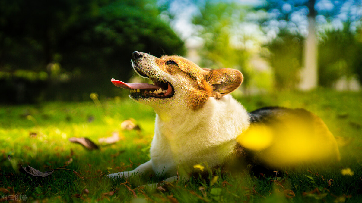 办理狗证的大型犬就可以养了吗,犬只年检都需要什么