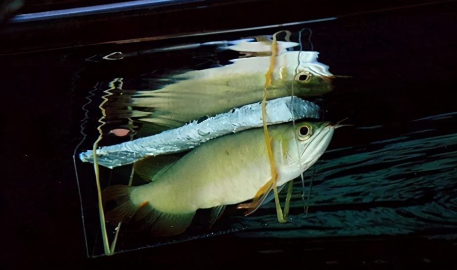 龙鱼疾病治疗视频,龙鱼常见病100种