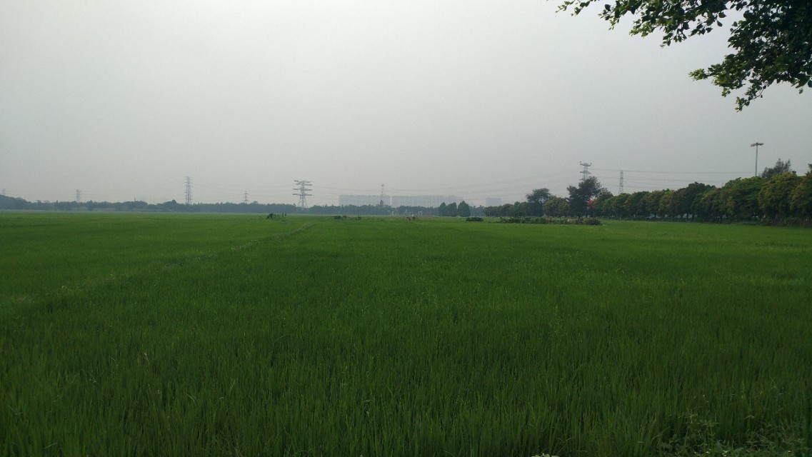 中山崖口美食推荐,崖口村煲仔饭云吞团购