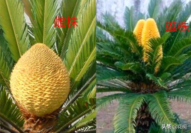 铁树买回家怎样栽盆,铁树盆栽技巧和管理技巧