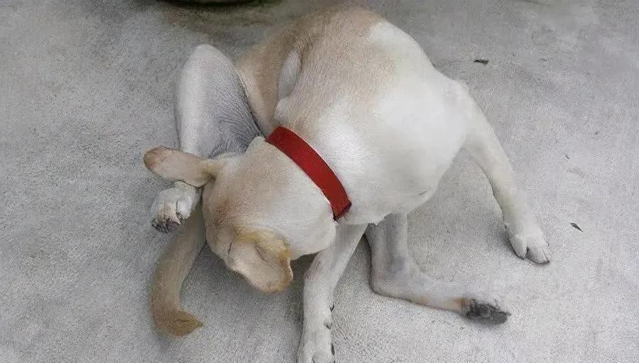 狗狗淋雨后生病的症状,狗狗生病会有哪些症状