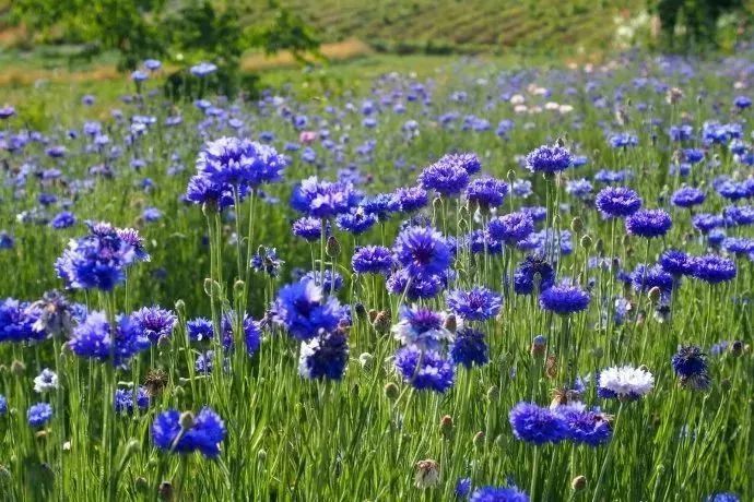 看到花的时候,不知是什么花?那就收下这份百花图谱