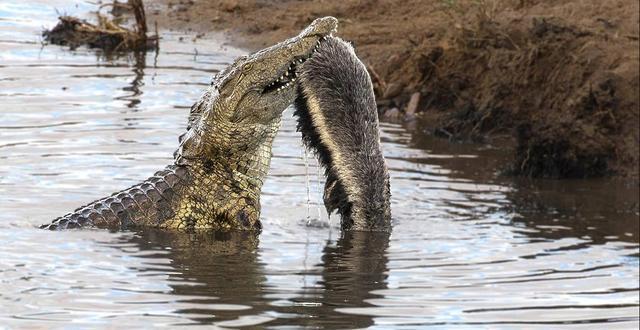 平头哥蜜獾的克星鬣狗,平头哥蜜獾为什么不怕毒液
