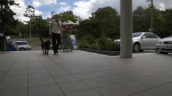 澳洲狗子吸毒,澳大利亚流浪狗