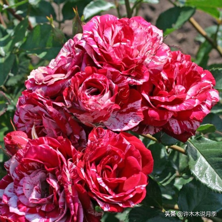 自己买玫瑰花种植,关于种植玫瑰花教程