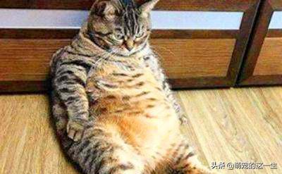 宠物猫意外坠楼,宠物医生救下坠楼猫咪