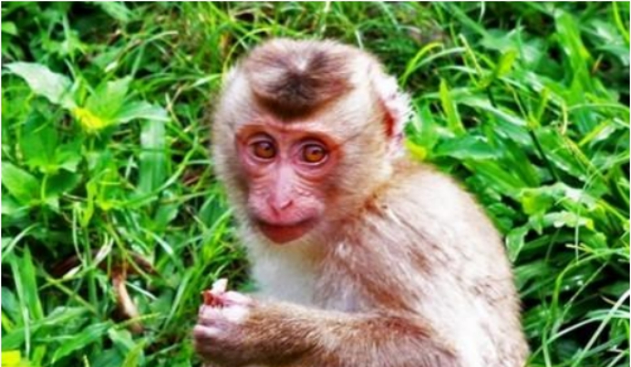 西双版纳理想风景区,西双版纳实用攻略