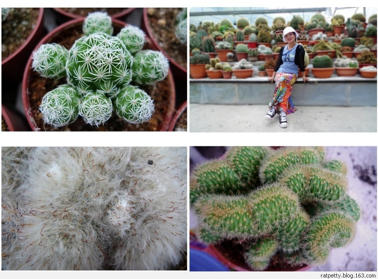 马来西亚办农庄,马来西亚农家小院