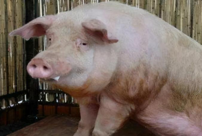 猪气喘是什么原因,猪气喘病的发病原因