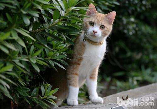 想要领养一只健康又可爱的猫猫吗,想要领养猫咪的好方法