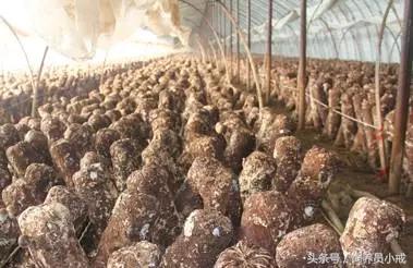 农村返乡创业怎么抵押贷款,最适合穷人的创业项目农村创业