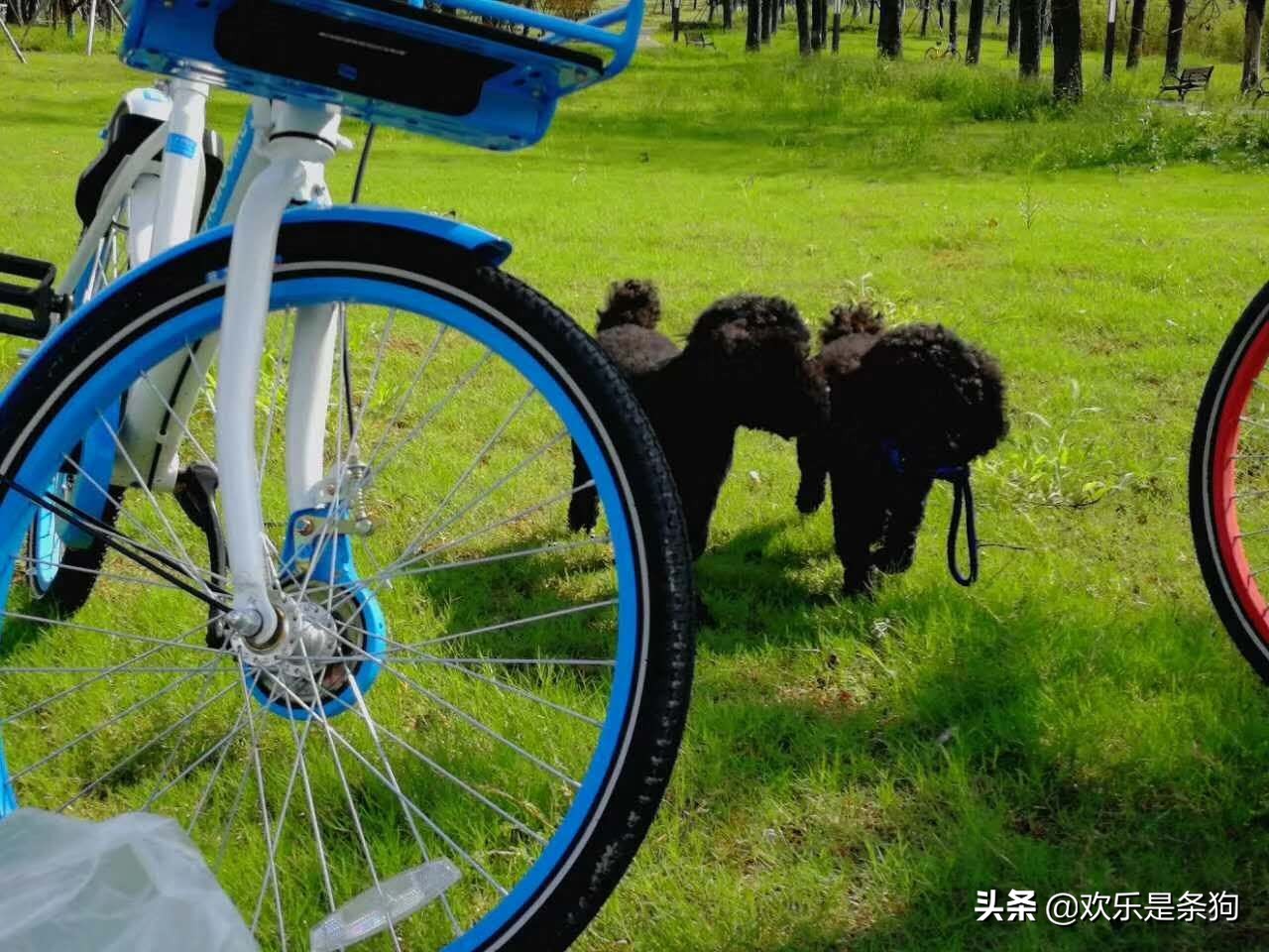 刚买的宠物狗要怎么养,刚抱养的狗狗注意事项