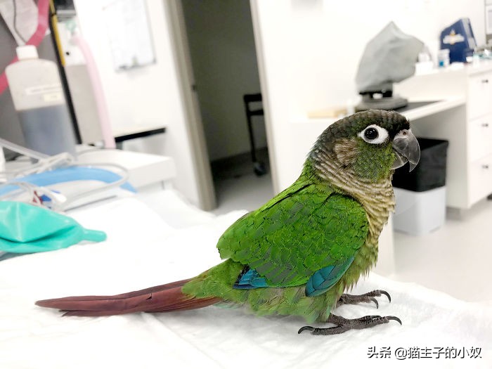 鹦鹉被主人剪断整个翅膀,鹦鹉被主人拔羽管