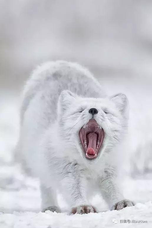 arcfox极狐还能翻身吗,试驾arcfox北极狐