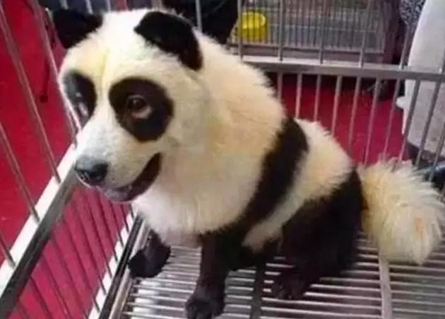 外国到底有多喜欢大熊猫,外国人是有多喜欢大熊猫