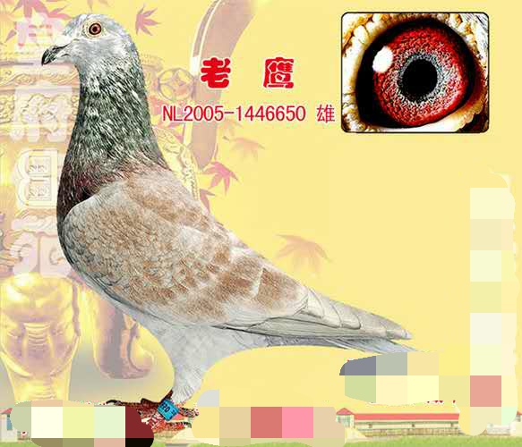 世界名鸽录,世界名鸽素材