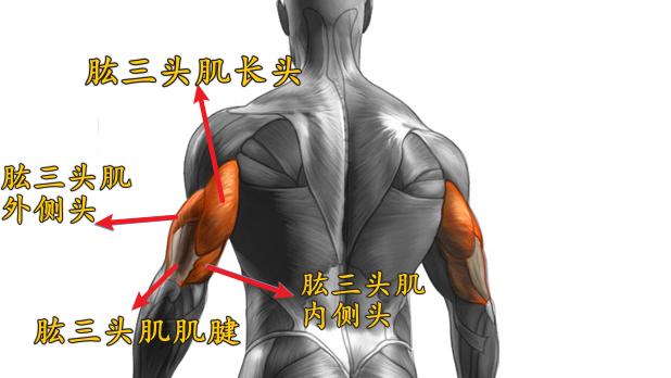 练不出麒麟臂的原因,简单实用的麒麟臂练法