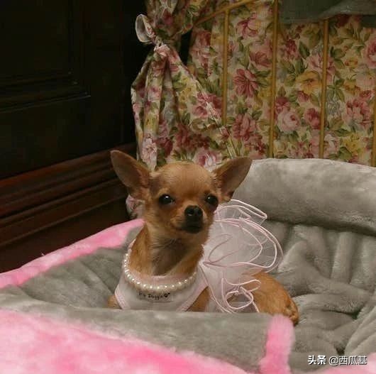 继承了千万财产的动物,继承了主人财产的宠物