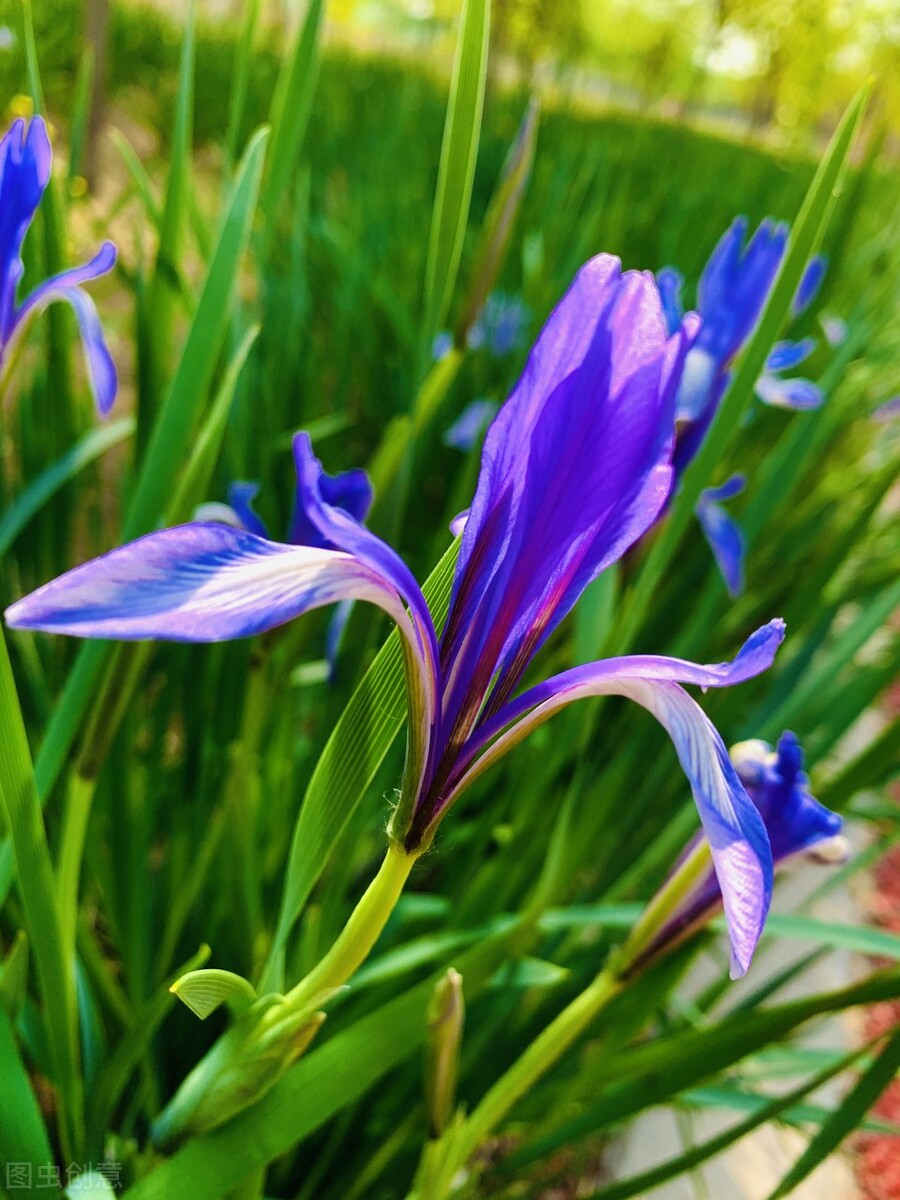 园林人需要知道的85个花卉知识,园林花卉的种类及图片