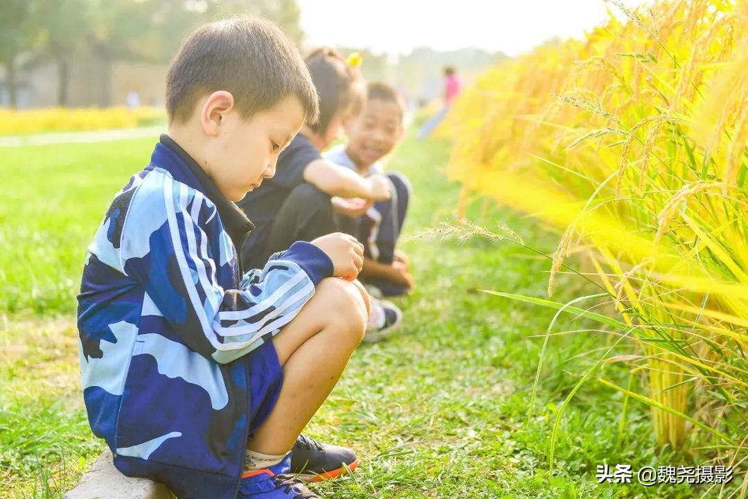 北京北坞公园里的京西稻又熟了，曾经只有皇上才能吃上这儿的大米