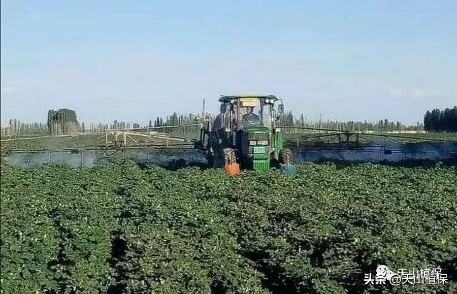 棉花高密度栽培,棉花一膜六行高产栽培技术