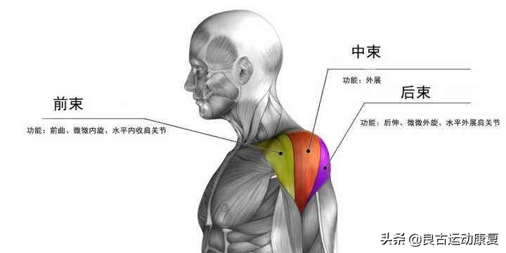 泡沫轴放松效果最好的,筋膜泡沫轴放松腰部方法