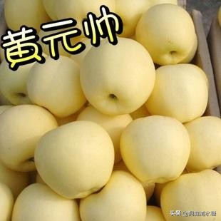 正宗富士苹果脆甜,正宗红富士苹果脆甜应季