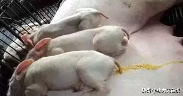 100多斤育肥猪腹泻的治疗方法,猪腹泻原因及防控思路图