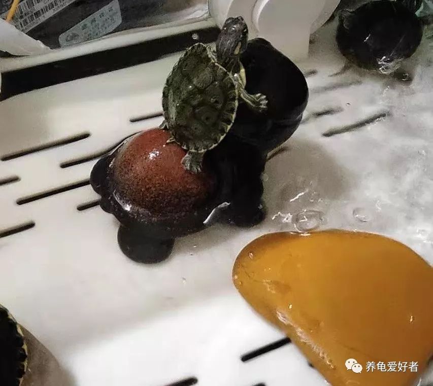 小龟冬眠苏醒腐皮腐甲,龟冬眠过后怎么处理