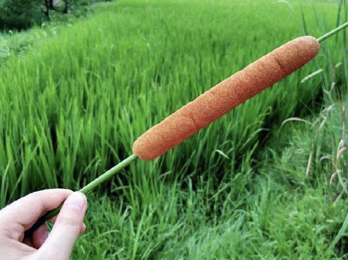 过年回老家长满杂草,回老家路上看到草一样的东西