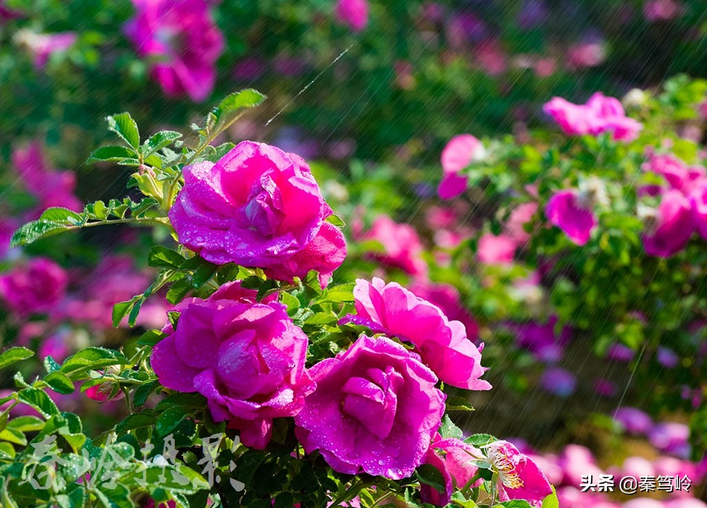 五月玫瑰花期,五月玫瑰盛开时