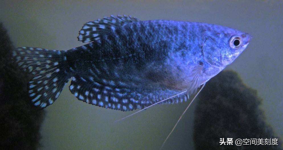 水中精灵鱼儿戏水,水中精灵鱼缸