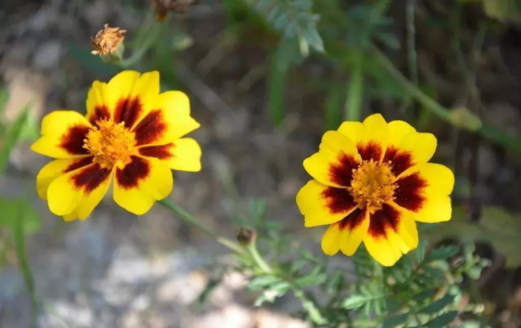 每日植物,每日绿植