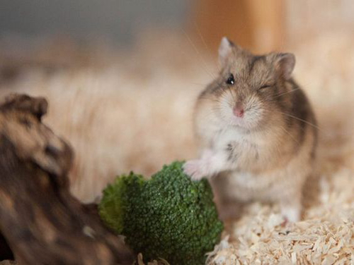 为什么仓鼠喜欢吃西兰花,仓鼠能吃西兰花的哪部分