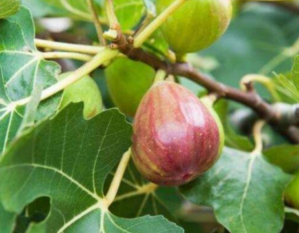 无花果挂果后掉果,无花果第一茬落果严重