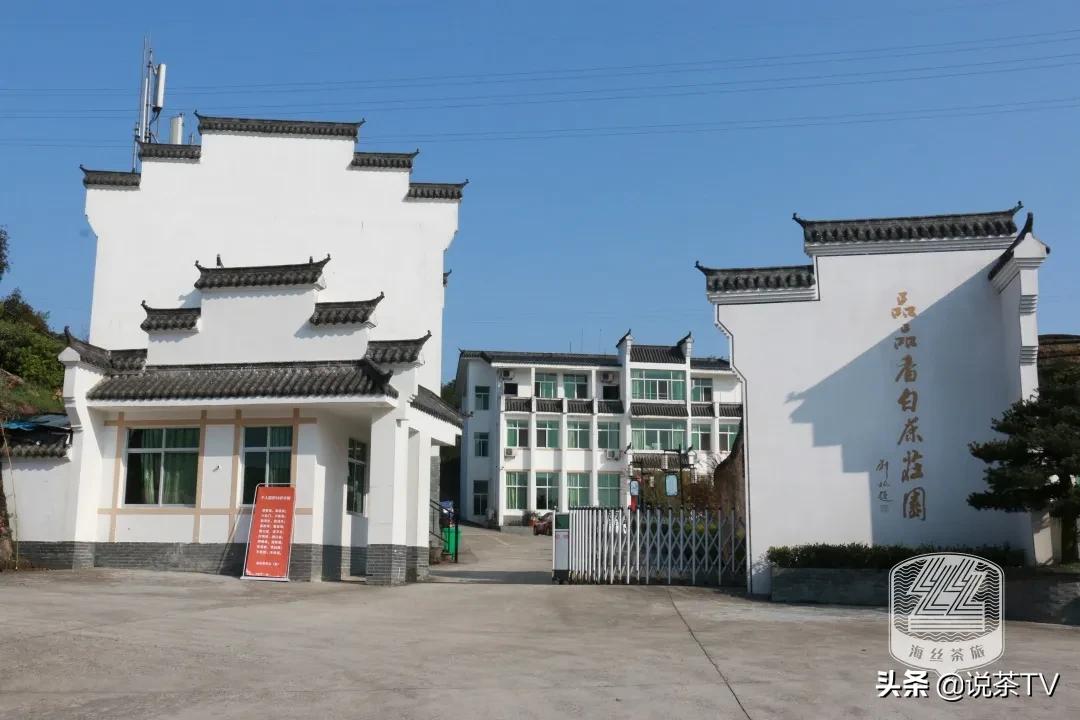 福鼎白茶还有“十不采”规定?让我们去河山有机茶园一探究竟