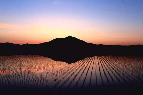 每年都是日本倒数第一，想借熊猫来提高人气，茨城为什么这么惨？