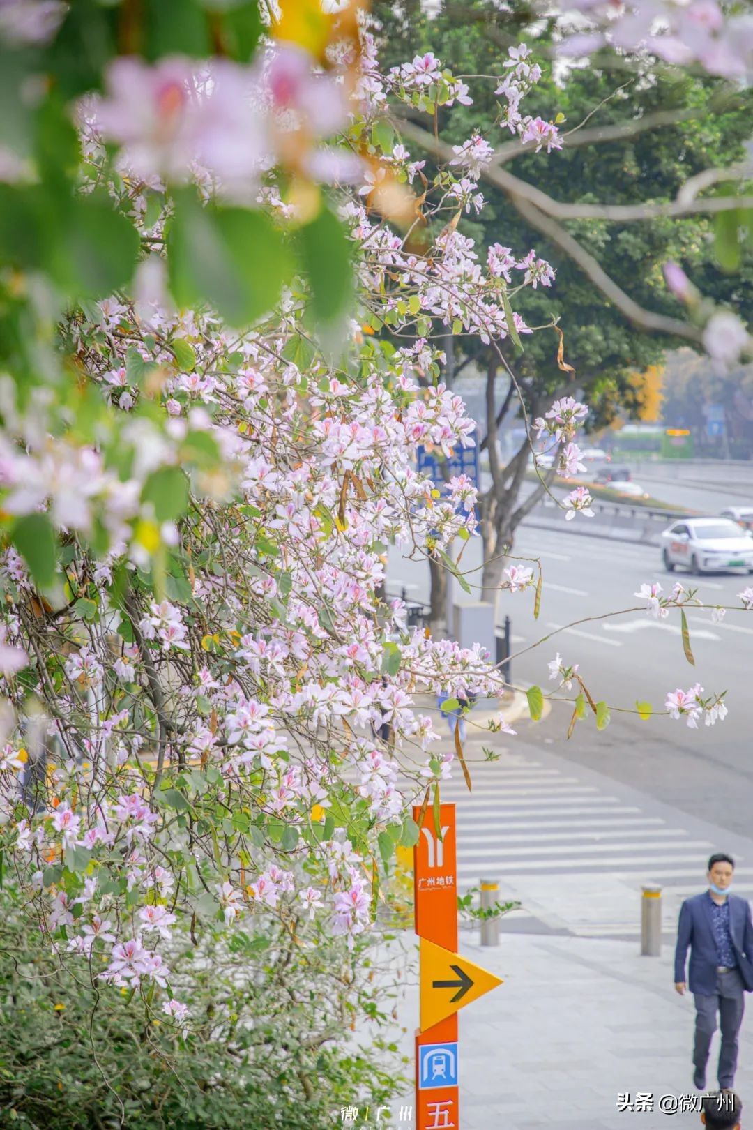 广州五羊邨富人区,广州被遗忘的荒村
