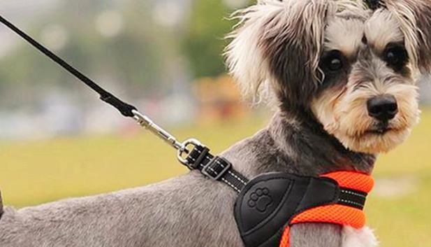 给狗狗拴上狗绳它不走怎么办,狗狗拴绳子就趴着不走