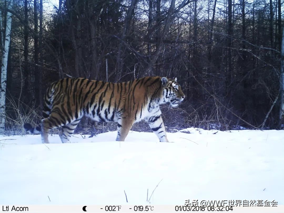 守护王者归来，邀你来画虎