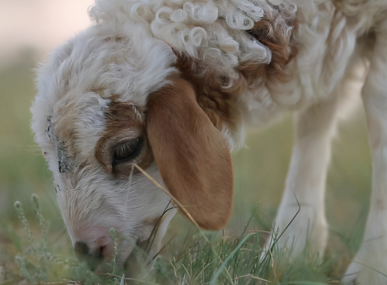 羊不吃草没精神总趴着怎么解决,羊呆立不动不吃草怎么回事