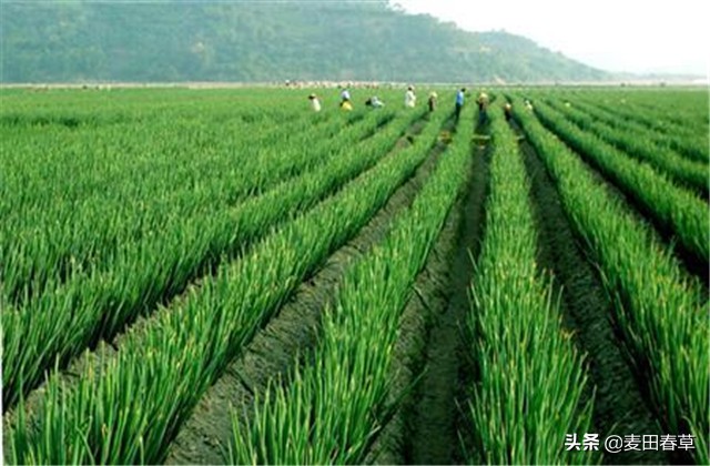 大葱春季地膜育苗方法和技术,春种玉米种植技术