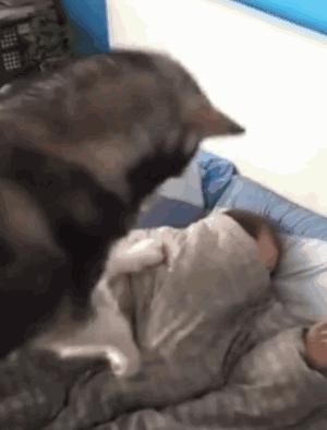 人与狗玩耍的禁忌,人与狗相处的禁忌